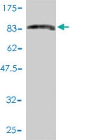 Monoclonal Anti-PRC1 antibody produced in mouse