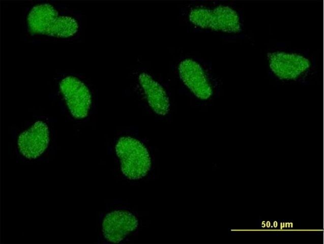 Monoclonal Anti-PPARBP antibody produced in mouse