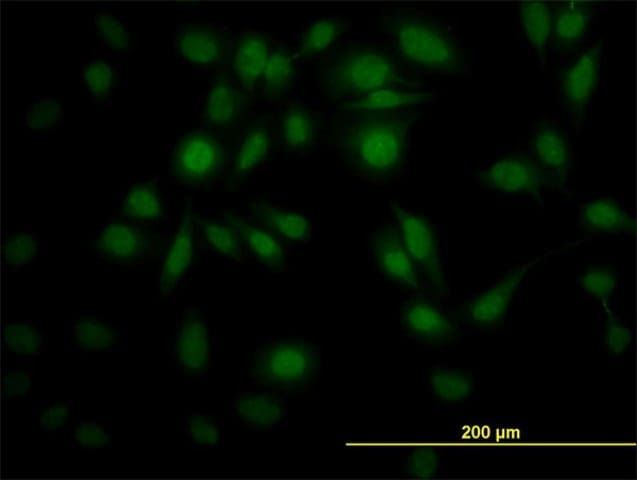 Monoclonal Anti-PPIL4 antibody produced in mouse