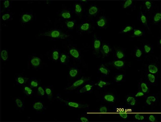 Monoclonal Anti-POU4F3 antibody produced in mouse