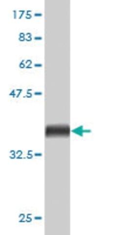 Monoclonal Anti-BCAR3 antibody produced in mouse