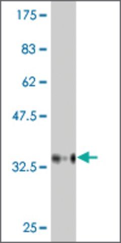 Monoclonal Anti-BAI2 antibody produced in mouse