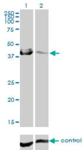 Monoclonal Anti-CA12 antibody produced in mouse