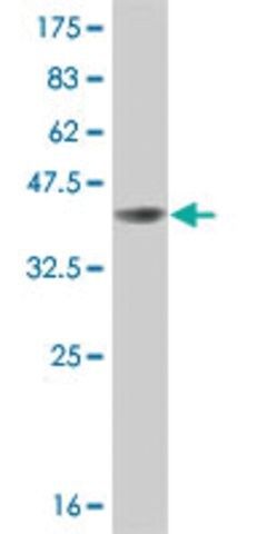 Monoclonal Anti-BRAF antibody produced in mouse