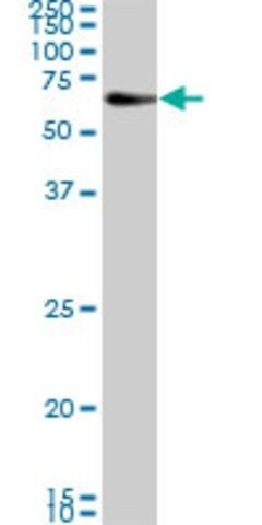 Monoclonal Anti-CAMKK2 antibody produced in mouse