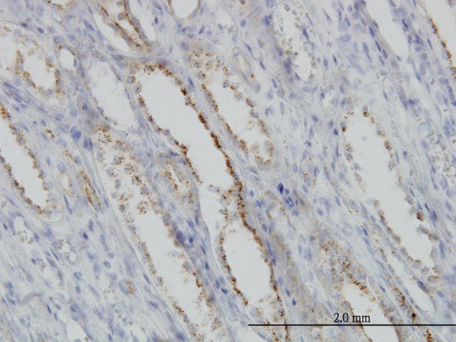 Monoclonal Anti-CAPNS1 antibody produced in mouse