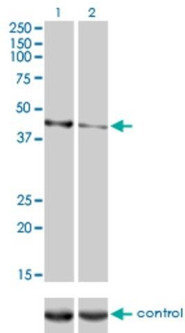 Monoclonal Anti-CALR3 antibody produced in mouse