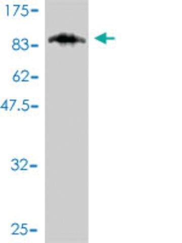 Monoclonal Anti-CAMKV antibody produced in mouse