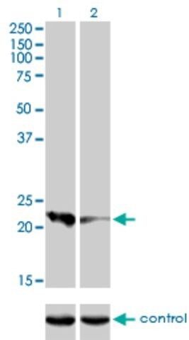 Monoclonal Anti-CAPS antibody produced in mouse