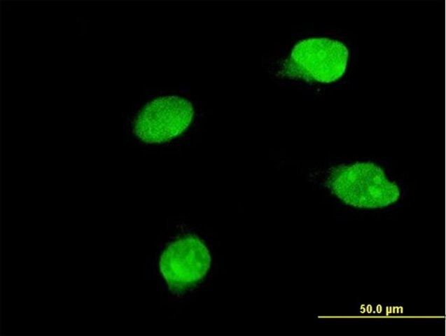 Monoclonal Anti-BRD8 antibody produced in mouse