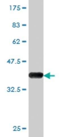 Monoclonal Anti-BRCA2 antibody produced in mouse