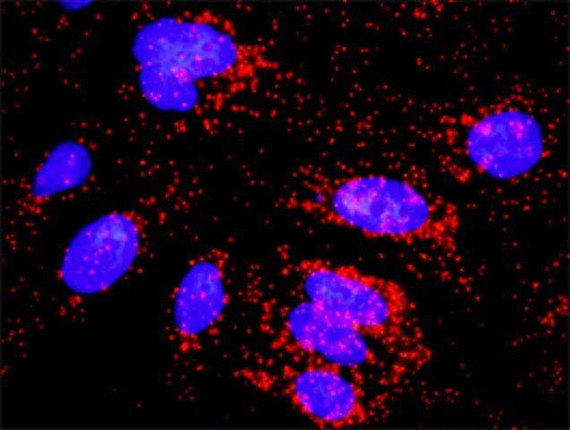 Monoclonal Anti-CASP10 antibody produced in mouse