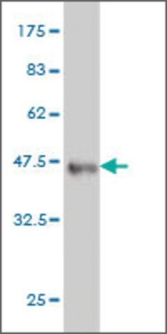 Monoclonal Anti-BTLA antibody produced in mouse