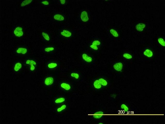 Monoclonal Anti-CBX3 antibody produced in mouse