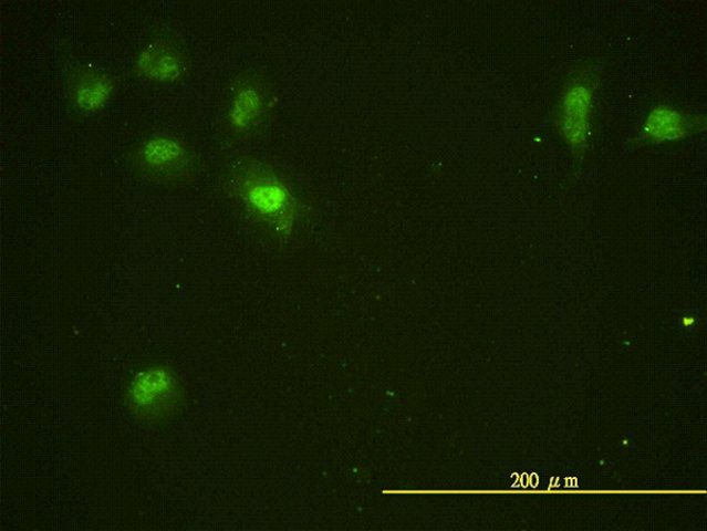 Monoclonal Anti-CDC2L5 antibody produced in mouse