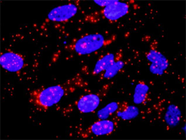 Monoclonal Anti-CACYBP antibody produced in mouse