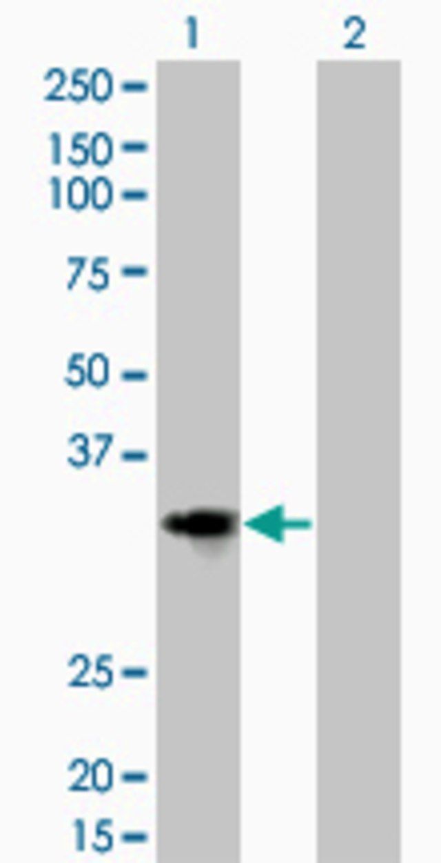 Monoclonal Anti-CCND2 antibody produced in mouse