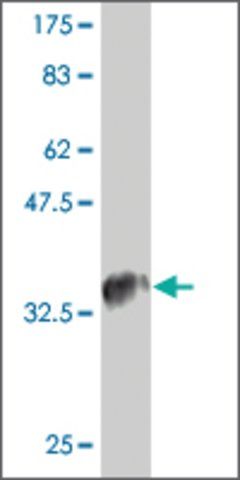 Monoclonal Anti-CCL4L2 antibody produced in mouse