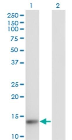 Monoclonal Anti-TXNL4A antibody produced in mouse