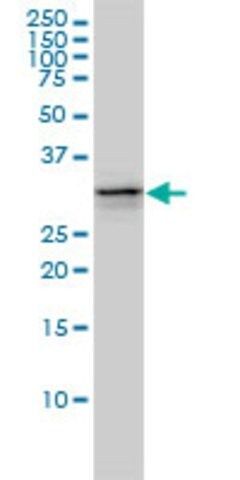 Monoclonal Anti-UBE2R2 antibody produced in mouse