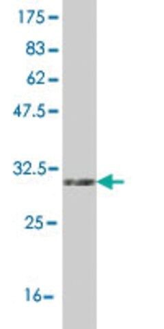 Monoclonal Anti-UCP1 antibody produced in mouse