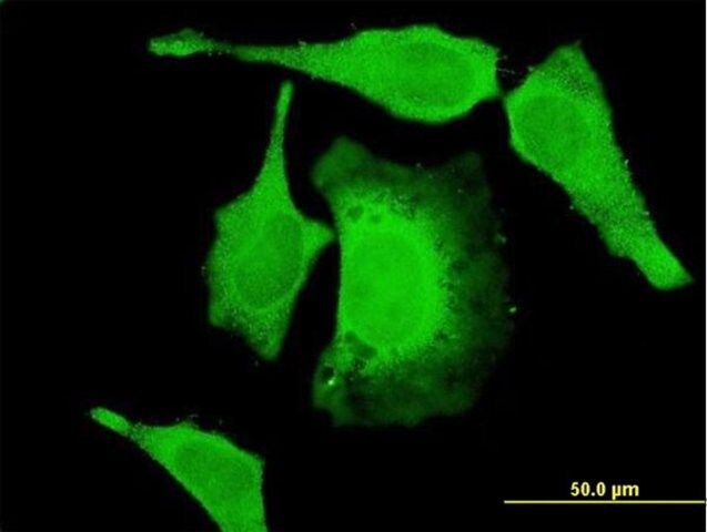 Monoclonal Anti-USP52 antibody produced in mouse