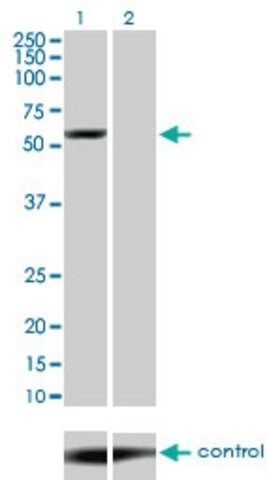 Monoclonal Anti-YES1 antibody produced in mouse