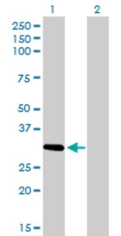 Monoclonal Anti-ZNF124 antibody produced in mouse