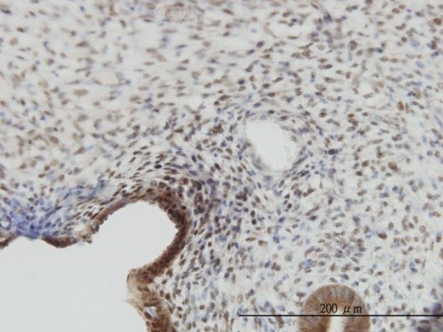 Monoclonal Anti-YAP1 antibody produced in mouse