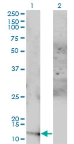 Monoclonal Anti-ACYP1 antibody produced in mouse