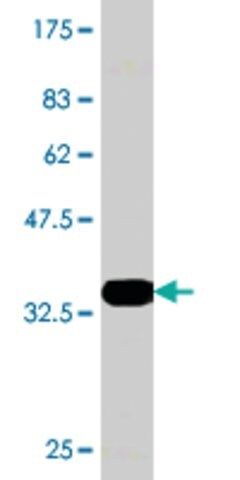 Monoclonal Anti-ATG12 antibody produced in mouse