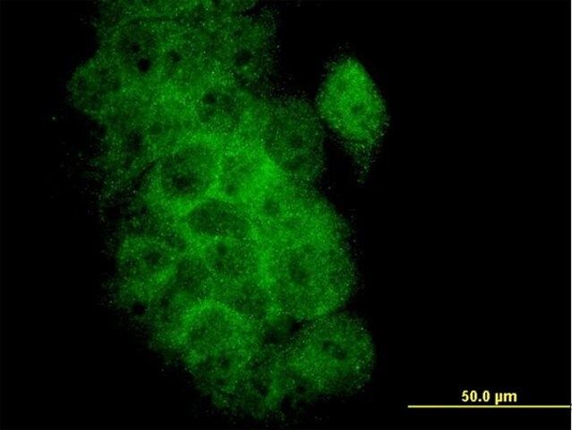 Monoclonal Anti-BCL2L1 antibody produced in mouse