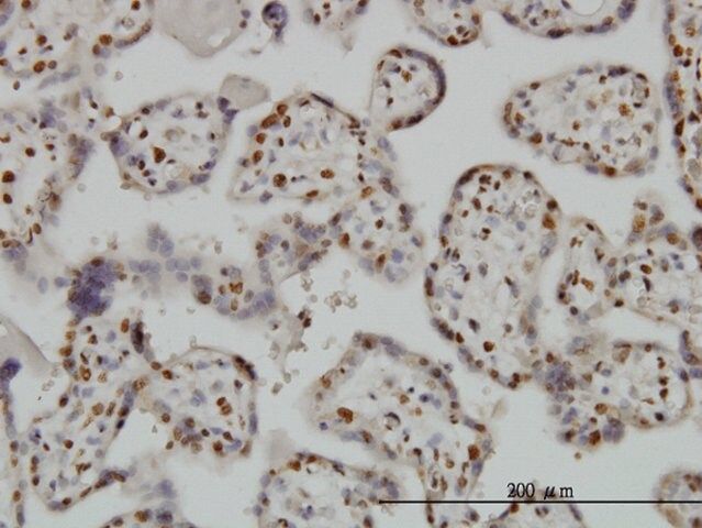 Monoclonal Anti-BAX antibody produced in mouse