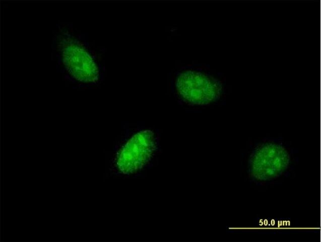 Monoclonal Anti-BHLHB3 antibody produced in mouse