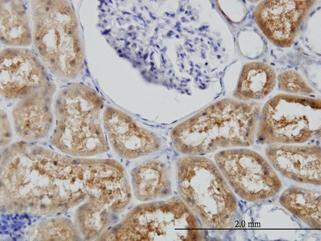 Monoclonal Anti-BBOX1 antibody produced in mouse