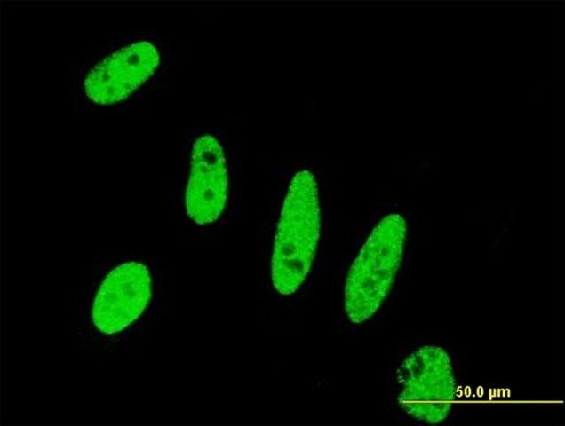 Monoclonal Anti-BIRC5 antibody produced in mouse