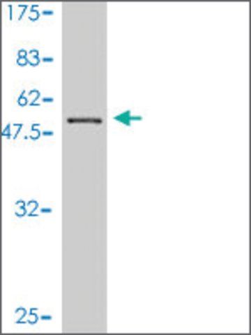 Monoclonal Anti-BM039 antibody produced in mouse