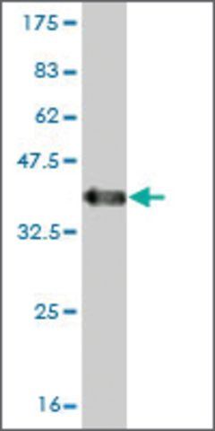 Monoclonal Anti-RNF19 antibody produced in mouse