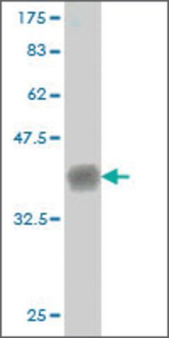 Monoclonal Anti-CNTNAP4 antibody produced in mouse