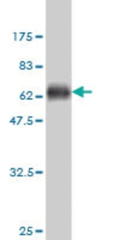 Monoclonal Anti-SGOL1 antibody produced in mouse