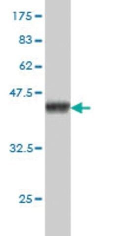 Monoclonal Anti-SH3BP4 antibody produced in mouse