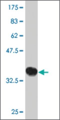 Monoclonal Anti-DZIP3 antibody produced in mouse