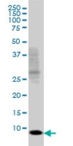 Monoclonal Anti-SH2D1A antibody produced in mouse