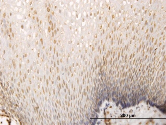 Monoclonal Anti-SH3D19 antibody produced in mouse