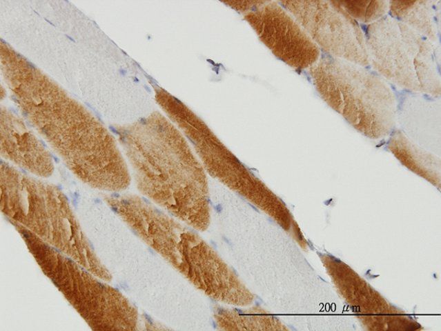 Monoclonal Anti-SDHC antibody produced in mouse