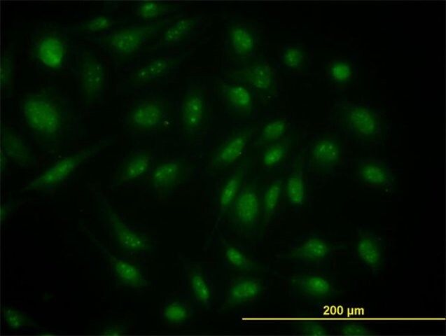 Monoclonal Anti-SKP1A antibody produced in mouse