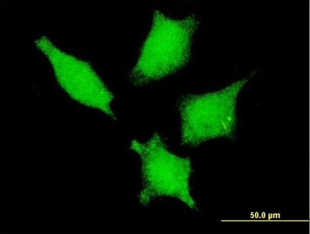 Monoclonal Anti-DDX20 antibody produced in mouse