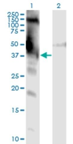 Monoclonal Anti-DMWD antibody produced in mouse