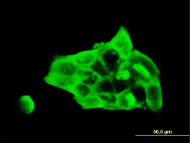 Monoclonal Anti-DSC3 antibody produced in mouse