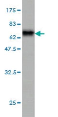 Monoclonal Anti-DNAJB5 antibody produced in mouse